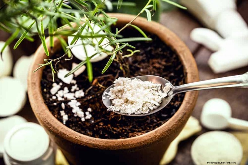 Windowsill Herb Garden:een stapsgewijze handleiding voor het kweken van verse kruiden 