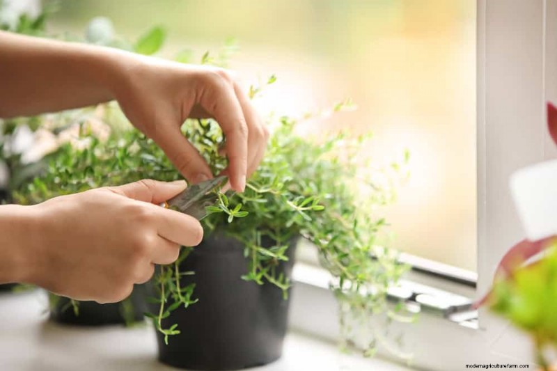 Windowsill Herb Garden:een stapsgewijze handleiding voor het kweken van verse kruiden 