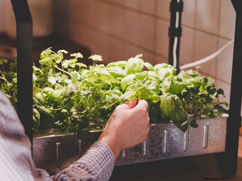Windowsill Herb Garden:een stapsgewijze handleiding voor het kweken van verse kruiden 