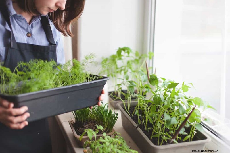 Windowsill Herb Garden:een stapsgewijze handleiding voor het kweken van verse kruiden 