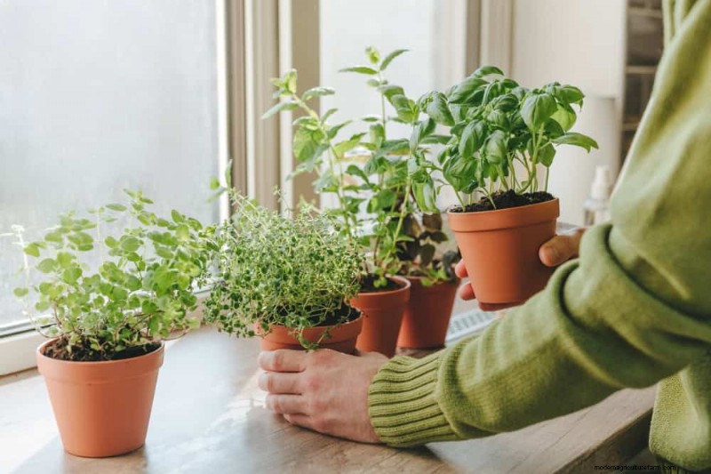 Windowsill Herb Garden:een stapsgewijze handleiding voor het kweken van verse kruiden 