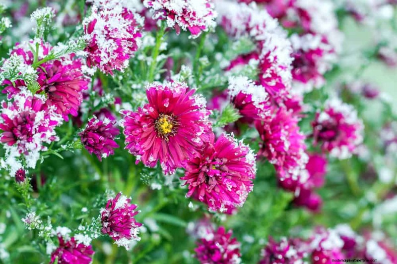 Bescherm uw tuin:12 tips voor vorstbescherming in het late voorjaar 