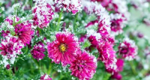 Bescherm uw tuin:12 tips voor vorstbescherming in het late voorjaar 