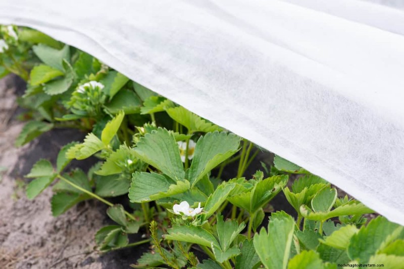 Bescherm uw tuin:12 tips voor vorstbescherming in het late voorjaar 