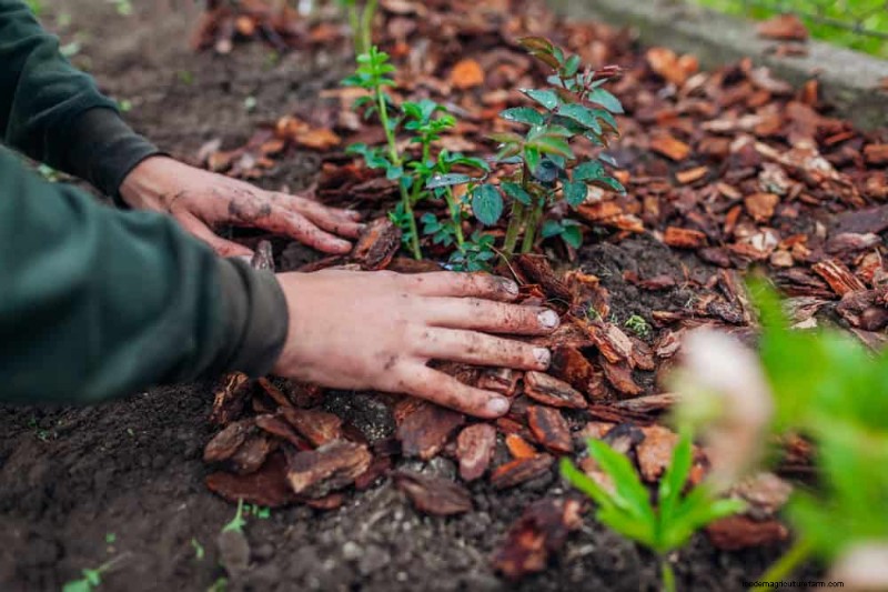 Bescherm uw tuin:12 tips voor vorstbescherming in het late voorjaar 