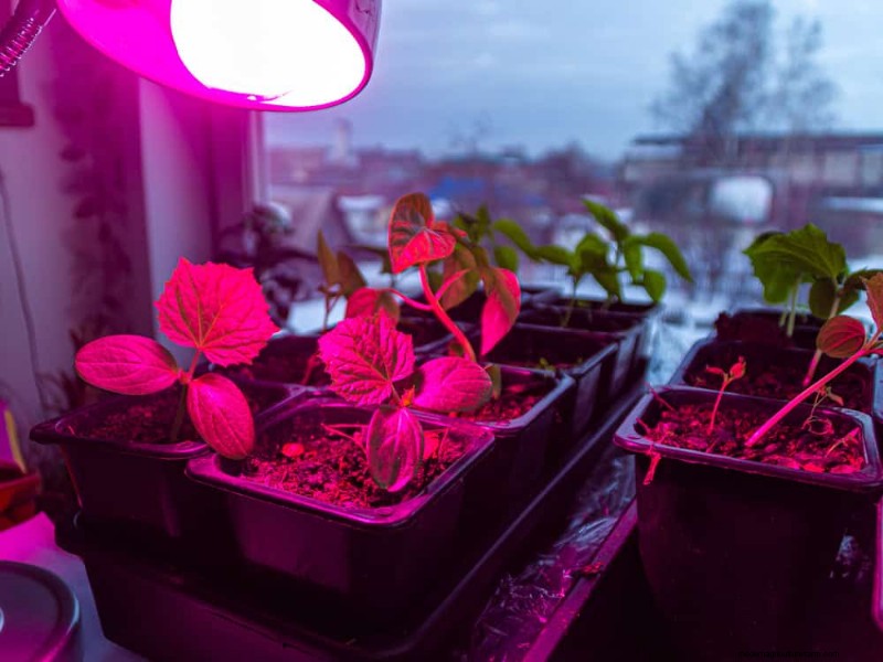 Bescherm uw tuin:12 tips voor vorstbescherming in het late voorjaar 