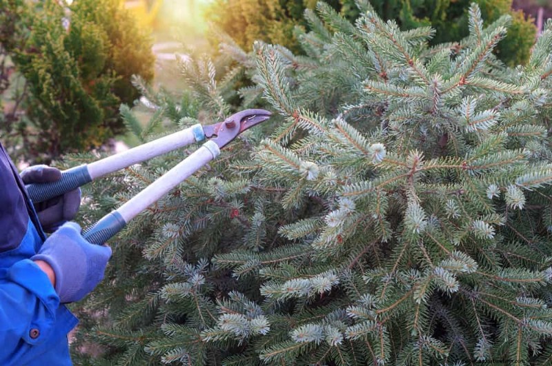 Bescherm uw tuin:12 tips voor vorstbescherming in het late voorjaar 