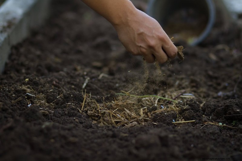 Bescherm uw tuin:12 tips voor vorstbescherming in het late voorjaar 