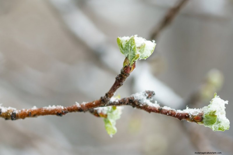Bescherm uw tuin:12 tips voor vorstbescherming in het late voorjaar 
