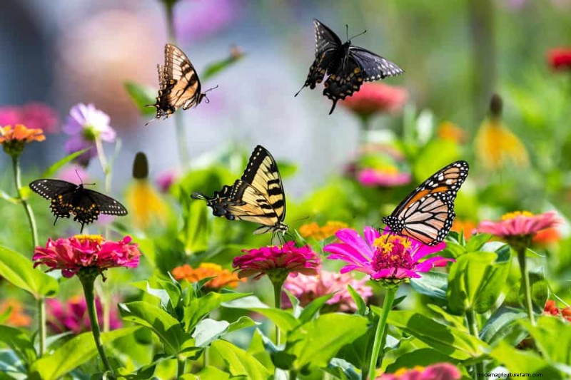 Erstellen Sie einen Schmetterlingsgarten:11 einfache Schritte für den Frühling 