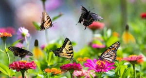 Erstellen Sie einen Schmetterlingsgarten:11 einfache Schritte für den Frühling 