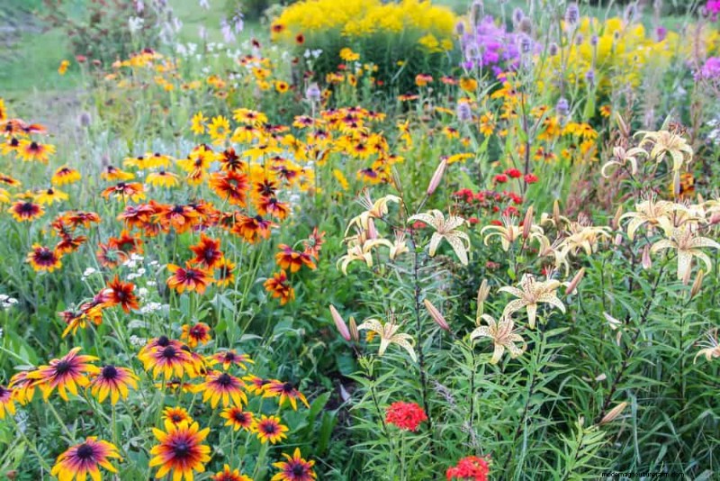 Erstellen Sie einen Schmetterlingsgarten:11 einfache Schritte für den Frühling 