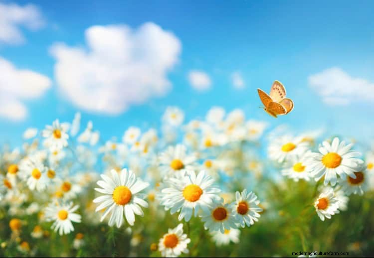 Erstellen Sie einen Schmetterlingsgarten:11 einfache Schritte für den Frühling 