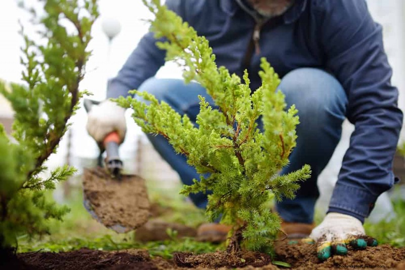 Erstellen Sie einen Schmetterlingsgarten:11 einfache Schritte für den Frühling 