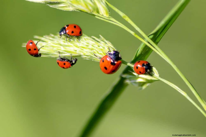 Erstellen Sie einen Schmetterlingsgarten:11 einfache Schritte für den Frühling 