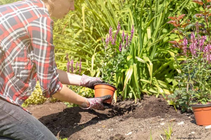 Erstellen Sie einen Schmetterlingsgarten:11 einfache Schritte für den Frühling 