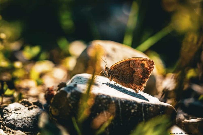 Erstellen Sie einen Schmetterlingsgarten:11 einfache Schritte für den Frühling 
