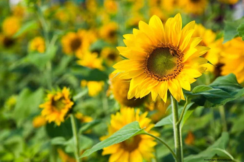 Erstellen Sie einen Schmetterlingsgarten:11 einfache Schritte für den Frühling 