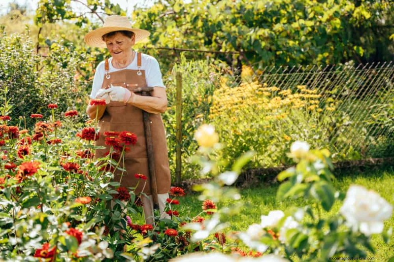Erstellen Sie einen Schmetterlingsgarten:11 einfache Schritte für den Frühling 