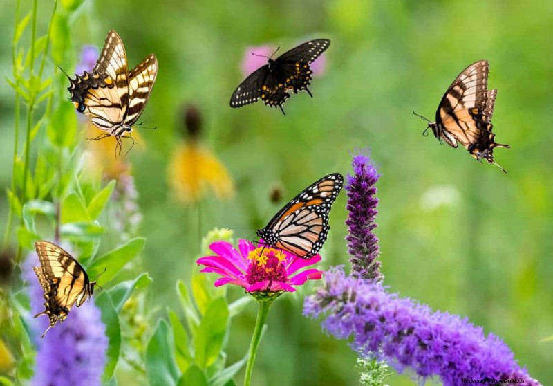 Erstellen Sie einen Schmetterlingsgarten:11 einfache Schritte für den Frühling 