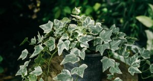 Voorkom overgroei van kamerplanten:9 tips voor een gezonde groei 