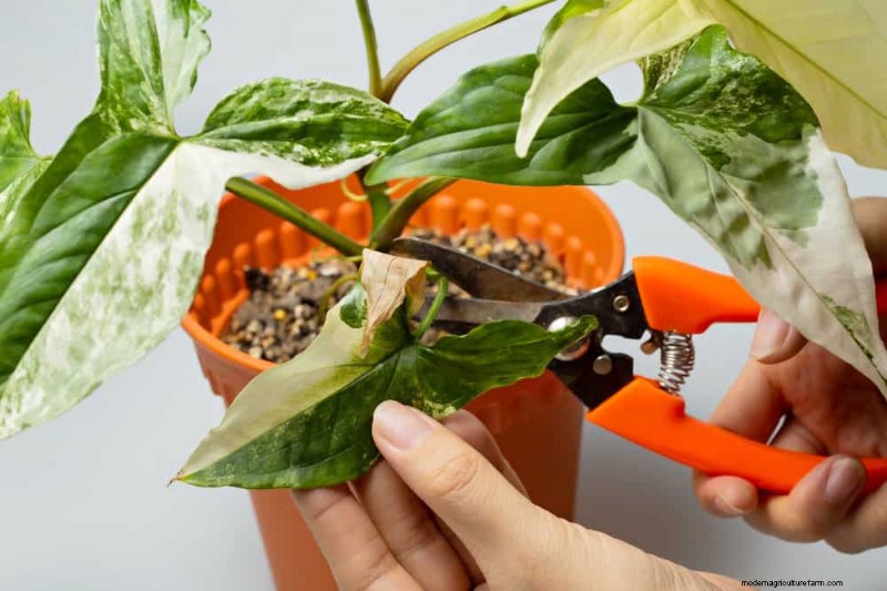 Prevenire la crescita eccessiva delle piante d appartamento:9 consigli per una crescita sana 