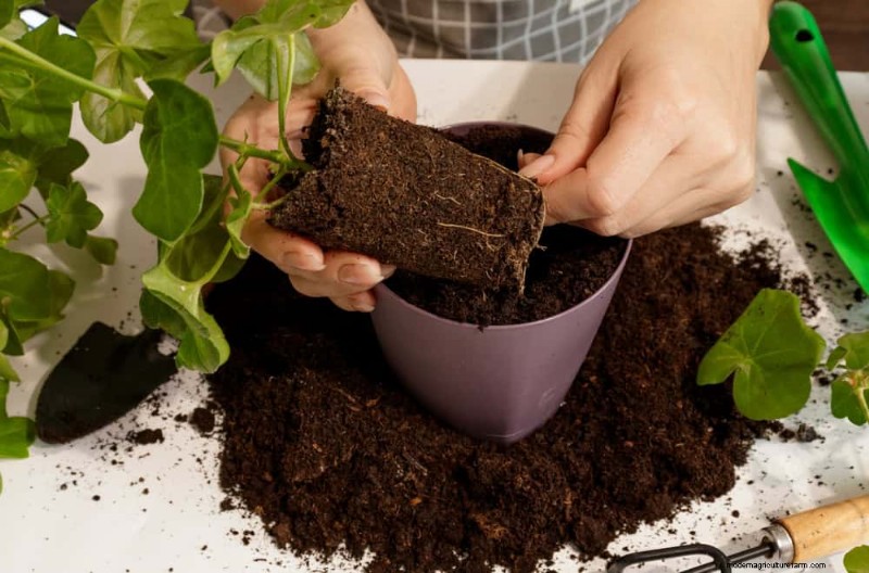 Prevenire la crescita eccessiva delle piante d appartamento:9 consigli per una crescita sana 