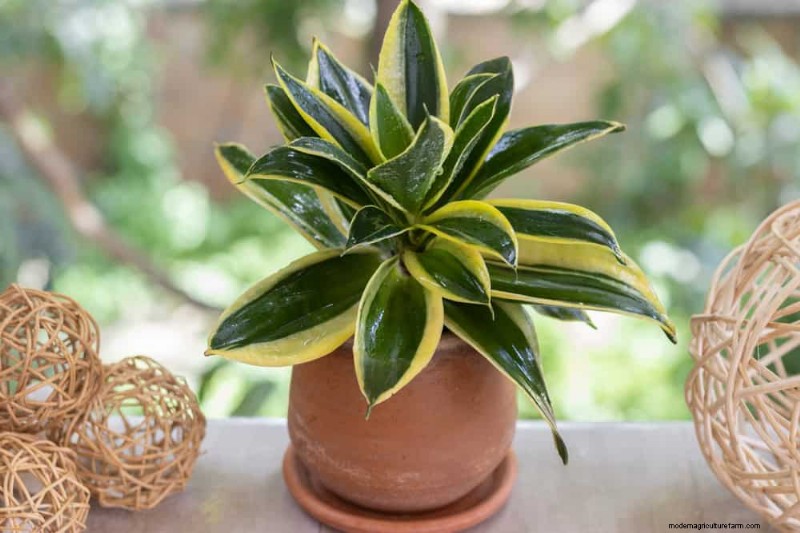 Prevenire la crescita eccessiva delle piante d appartamento:9 consigli per una crescita sana 