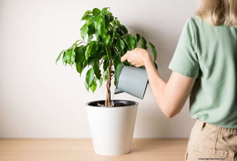 Prevenire la crescita eccessiva delle piante d appartamento:9 consigli per una crescita sana 