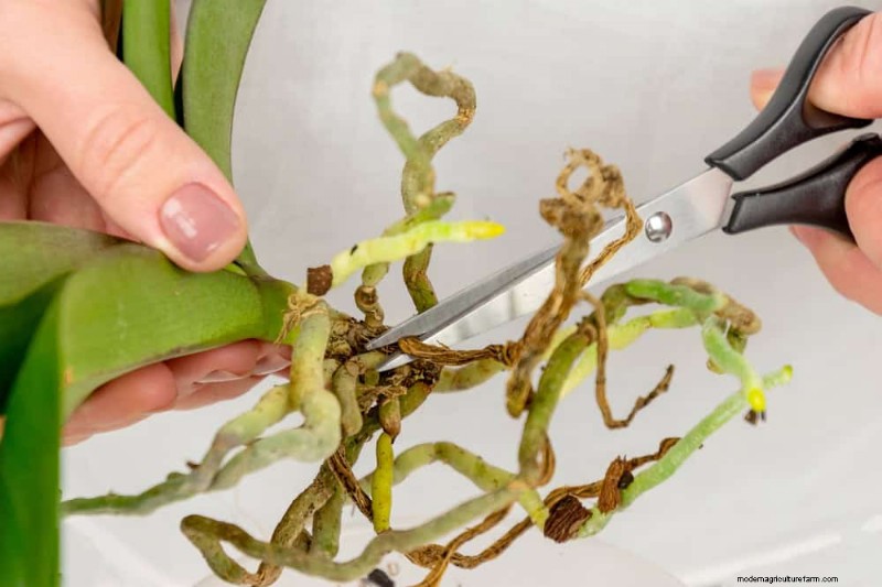 Prevenire la crescita eccessiva delle piante d appartamento:9 consigli per una crescita sana 