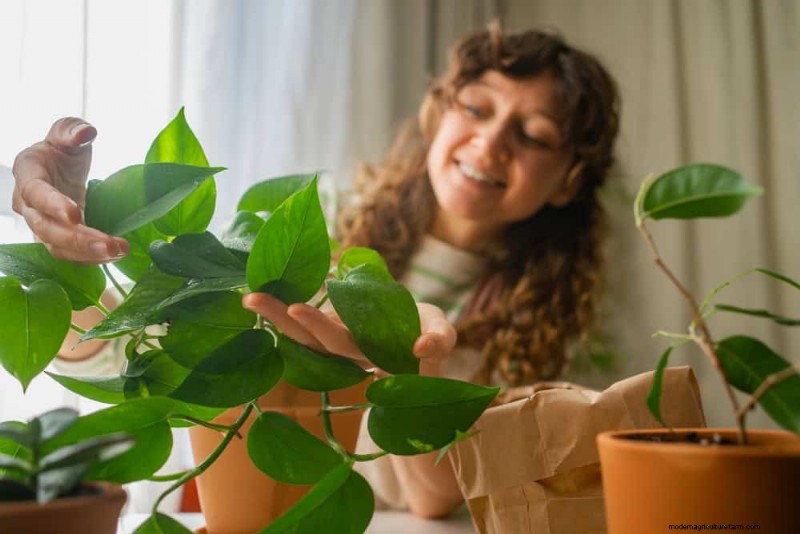Prevenire la crescita eccessiva delle piante d appartamento:9 consigli per una crescita sana 