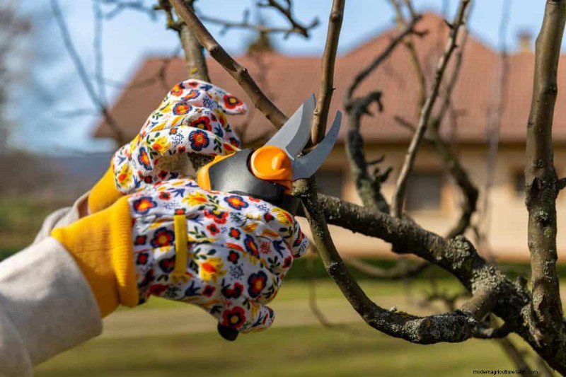 Leitfaden zum Frühjahrsschnitt:Wichtige Tipps für einen gesunden Garten 