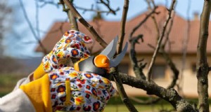 Guida alla potatura primaverile:consigli essenziali per un giardino sano 