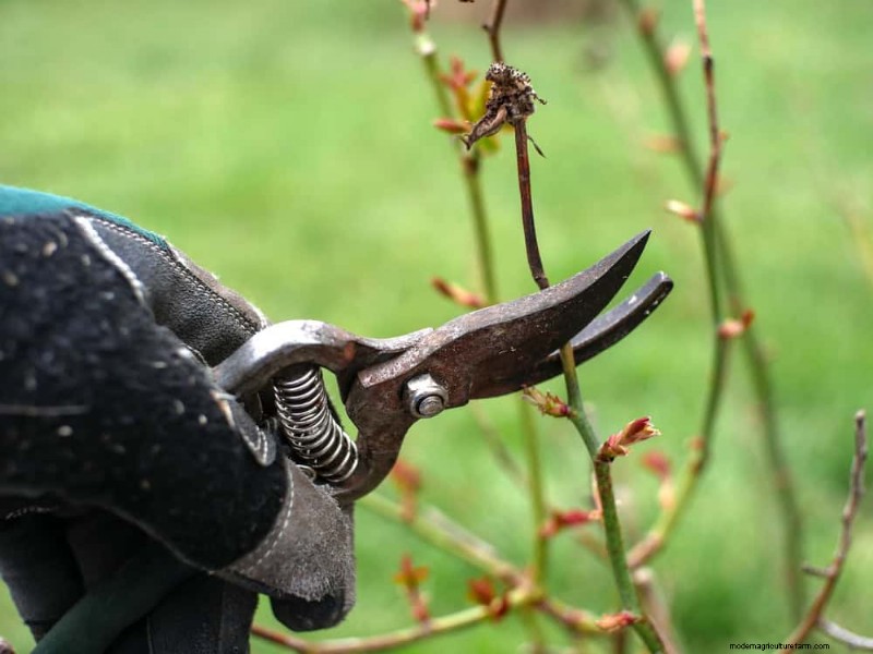 Leitfaden zum Frühjahrsschnitt:Wichtige Tipps für einen gesunden Garten 
