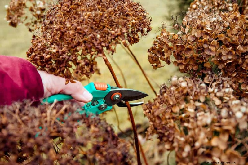 Leitfaden zum Frühjahrsschnitt:Wichtige Tipps für einen gesunden Garten 