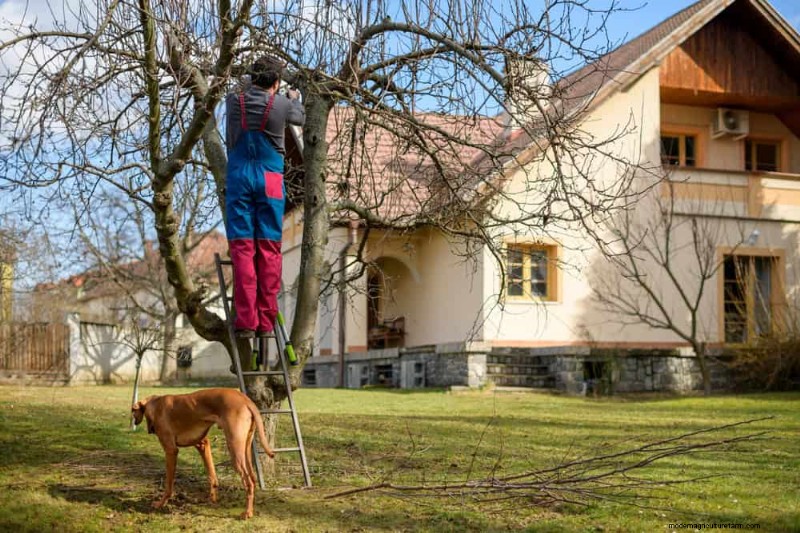 Leitfaden zum Frühjahrsschnitt:Wichtige Tipps für einen gesunden Garten 