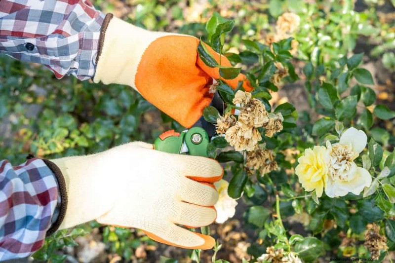 Leitfaden zum Frühjahrsschnitt:Wichtige Tipps für einen gesunden Garten 