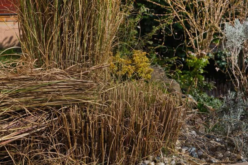 Leitfaden zum Frühjahrsschnitt:Wichtige Tipps für einen gesunden Garten 