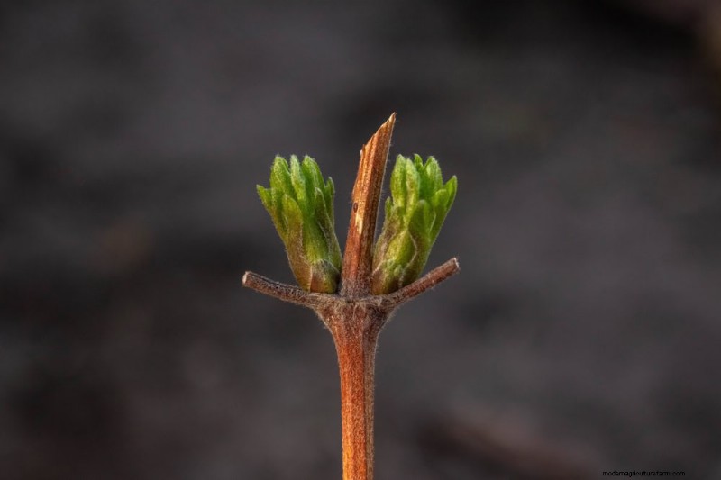 Leitfaden zum Frühjahrsschnitt:Wichtige Tipps für einen gesunden Garten 