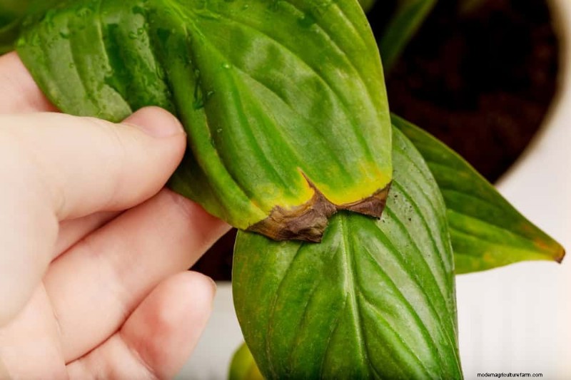 Leitfaden zum Frühjahrsschnitt:Wichtige Tipps für einen gesunden Garten 