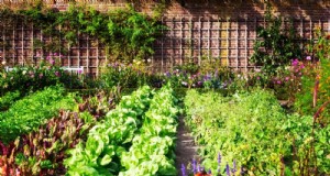 Cultive su propio jardín de ensaladas:una guía de primavera paso a paso 