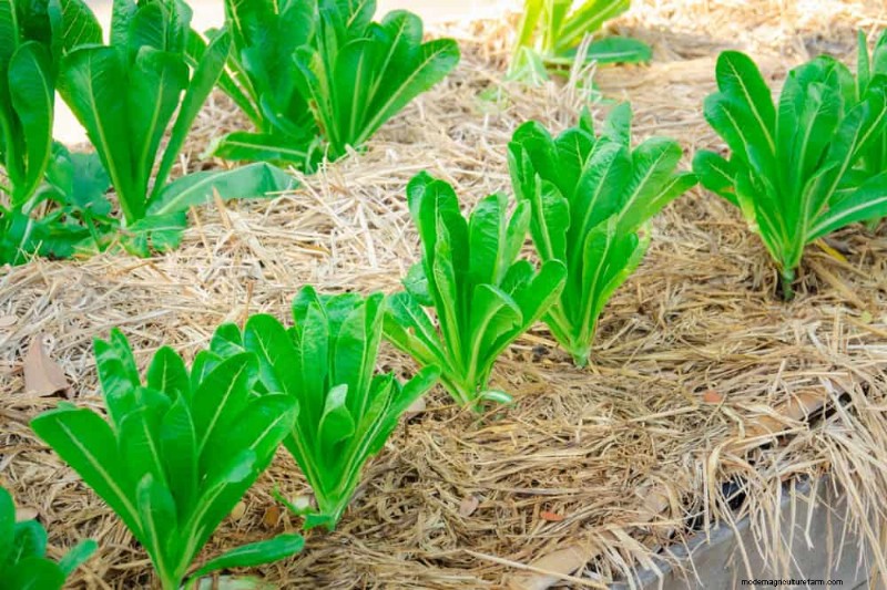 自分のサラダ菜園を育てよう:春のステップバイステップガイド 