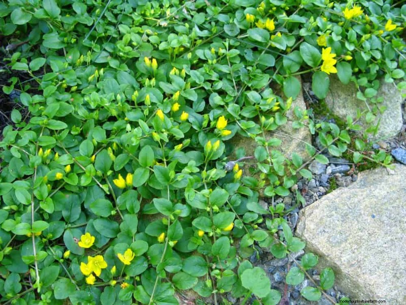 持続可能で野生生物に優しい多年草:繁栄する庭のための 15 の選択肢 