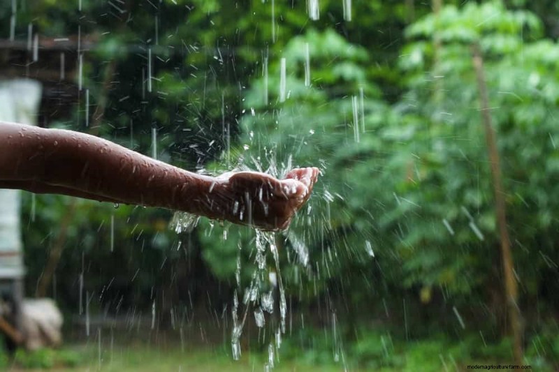 Pemanenan Air Hujan untuk Kebun:Panduan Lengkap 