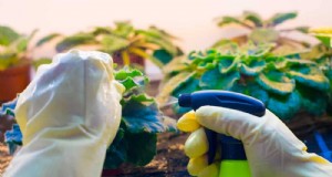 Organische Schädlingsbekämpfung:12 natürliche Methoden für einen gesunden Garten 