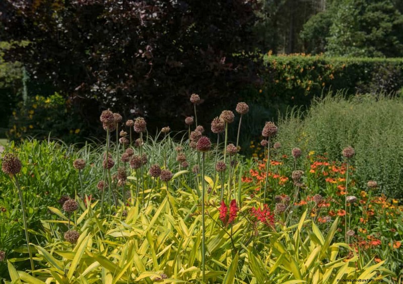Wildblumenwunder:12 wunderschöne Pflanzen für natürliche Gärten 
