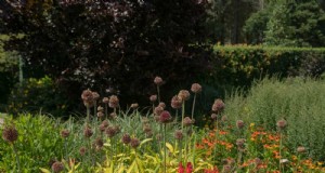 Wildblumenwunder:12 wunderschöne Pflanzen für natürliche Gärten 