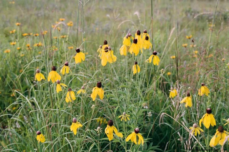 Wildblumenwunder:12 wunderschöne Pflanzen für natürliche Gärten 