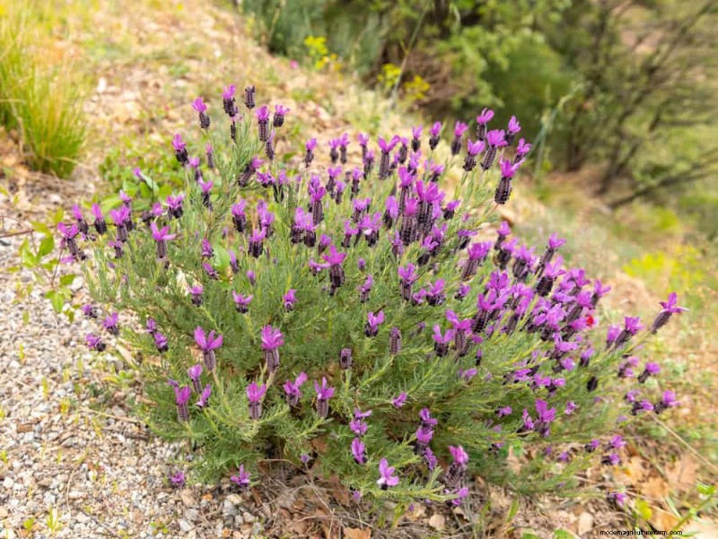 Wildblumenwunder:12 wunderschöne Pflanzen für natürliche Gärten 