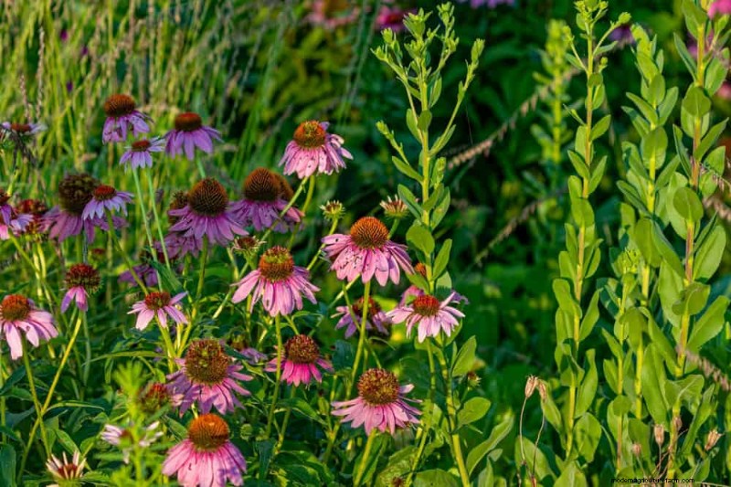 Wildblumenwunder:12 wunderschöne Pflanzen für natürliche Gärten 
